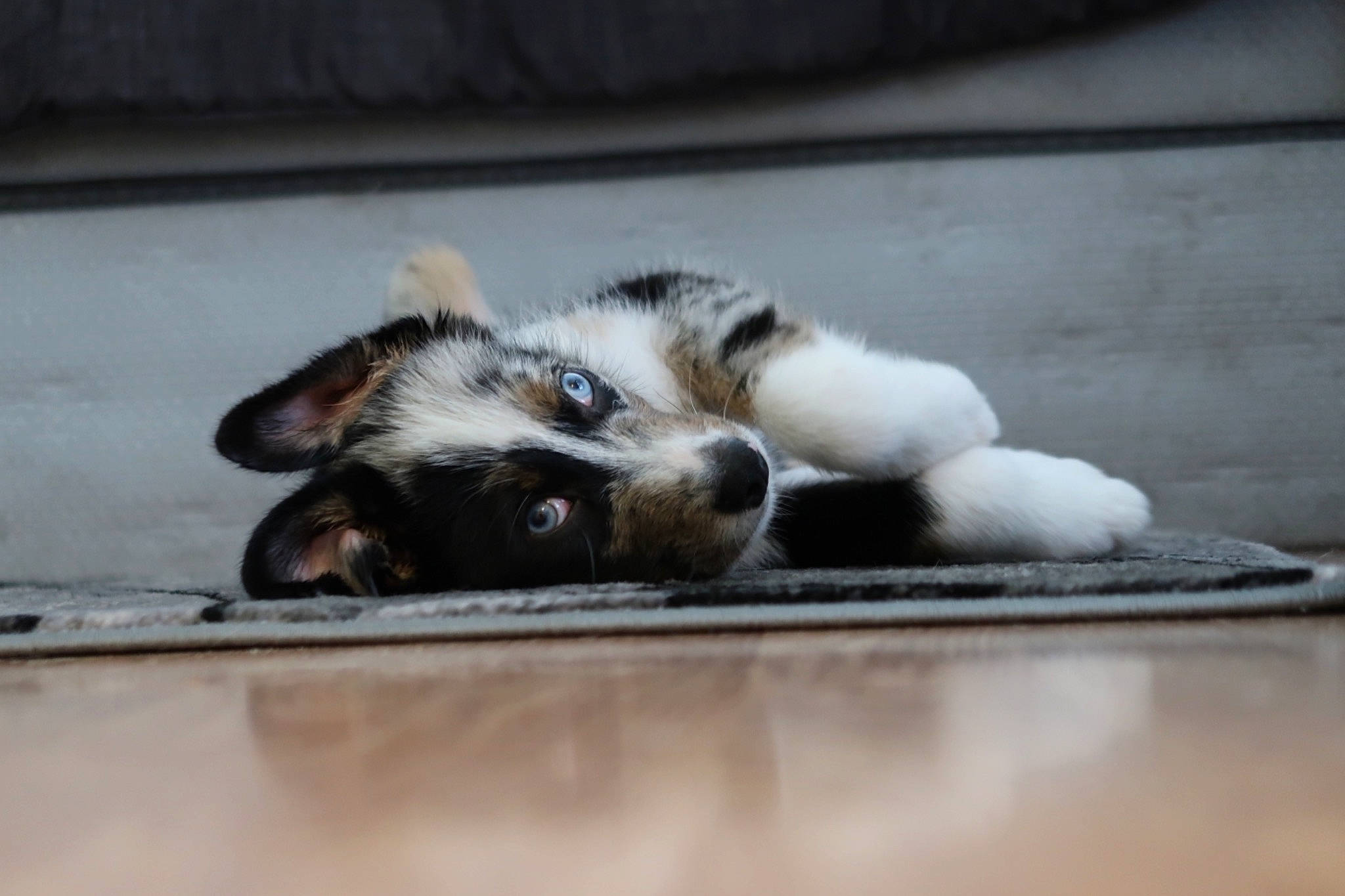 Azul is registered to the contest to win money with this photo: bored, canidae, carnivore, claw, comfort, companion_dog, dog, dog_breed, fawn, felidae, fur, nap, paw, sleep, small_to_medium_sized_cats, sporting_group, terrestrial_animal, whiskers, wood, working_animal