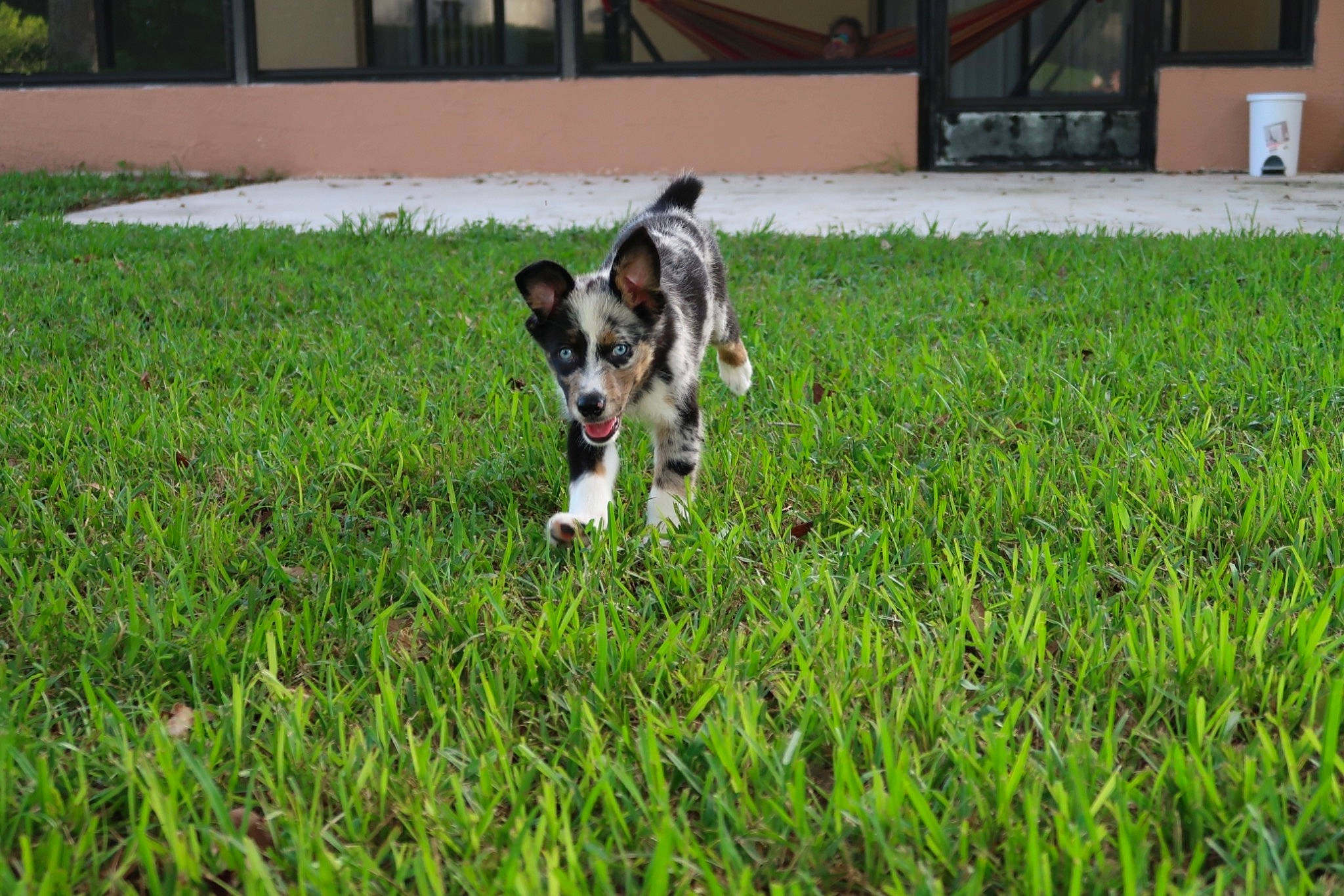 Azul is registered to the contest to win money with this photo: canidae, carnivore, companion_dog, dog, dog_breed, fawn, flooring, grass, grass_family, grassland, groundcover, lawn, pasture, plant, snout, sporting_group, tail, terrestrial_animal, working_animal, working_dog