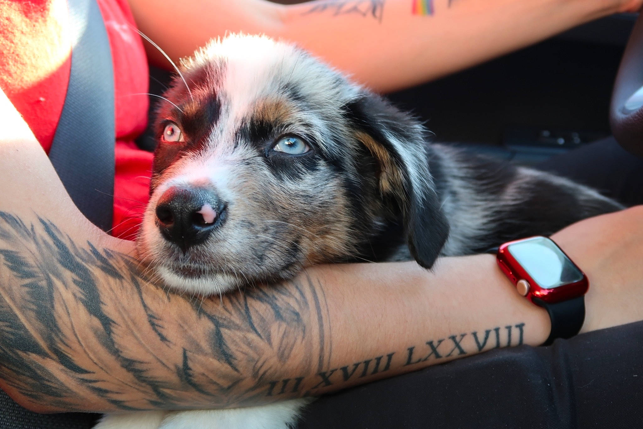 Azul is registered to the contest to win money with this photo: carnivore, comfort, companion_dog, couch, dog, dog_breed, fur, jewellery, nail, paw, sporting_group, whiskers, working_dog, wrist