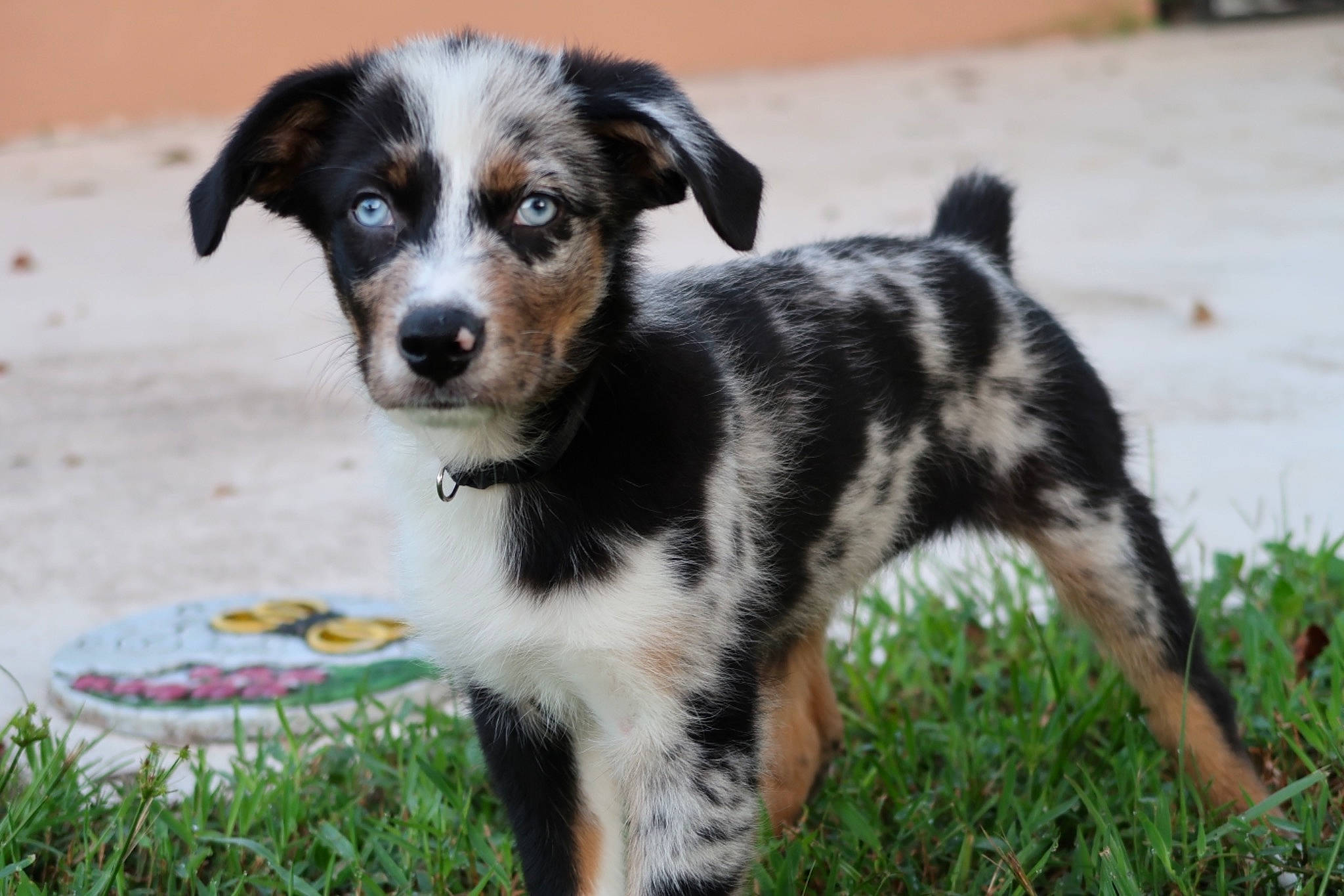 Azul is registered to the contest to win money with this photo: canidae, carnivore, collar, companion_dog, dog, dog_breed, grass, herding_dog, plant, puppy, snout, sporting_group, street_dog, terrestrial_animal, terrier, whiskers, working_animal, working_dog