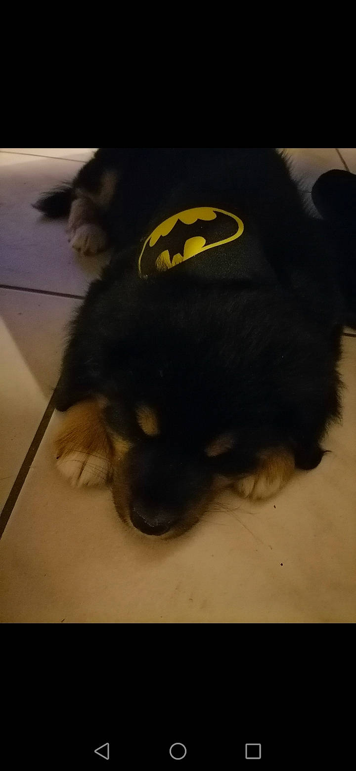 Robyn participe au concours pour gagner de l'argent avec cette photo : canidae, carnivore, companion_dog, dog, dog_breed, puppy, snout