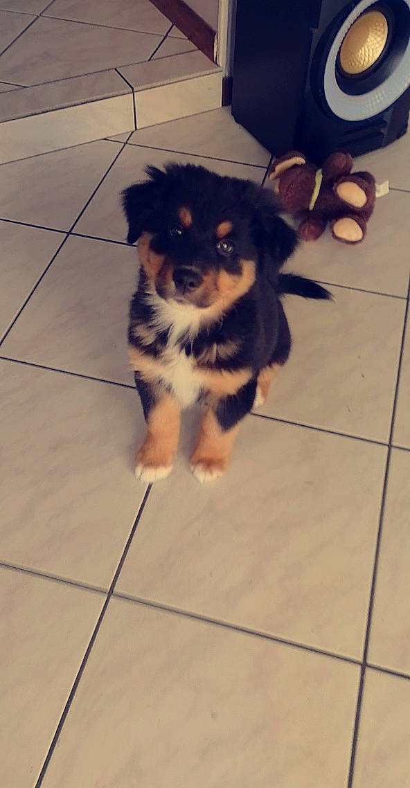 Robyn a rejoint le concours — aidez-le/la à gagner de superbes lots ! australian_shepherd, canidae, carnivore, companion_dog, dog, dog_breed, fawn, mammal, miniature_australian_shepherd, morkie, puppy, rare_breed_dog, small_greek_domestic_dog, sporting_group, toy_dog, vertebrate, working_dog, yorkipoo