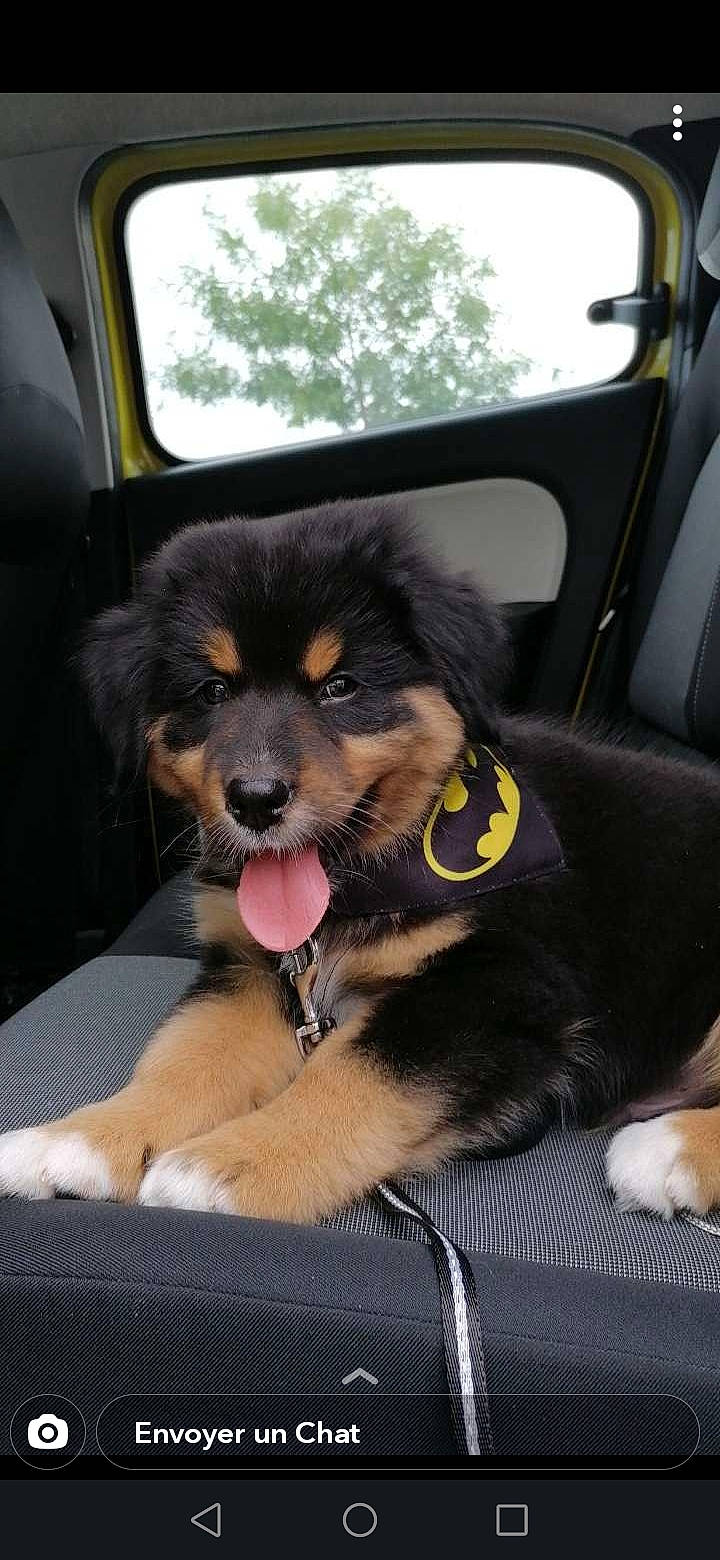 Robyn participe au concours pour gagner de l'argent avec cette photo : canidae, car, carnivore, companion_dog, dog, dog_breed, fawn, hovawart, mammal, puppy, snout, sporting_group, tibetan_spaniel, working_dog