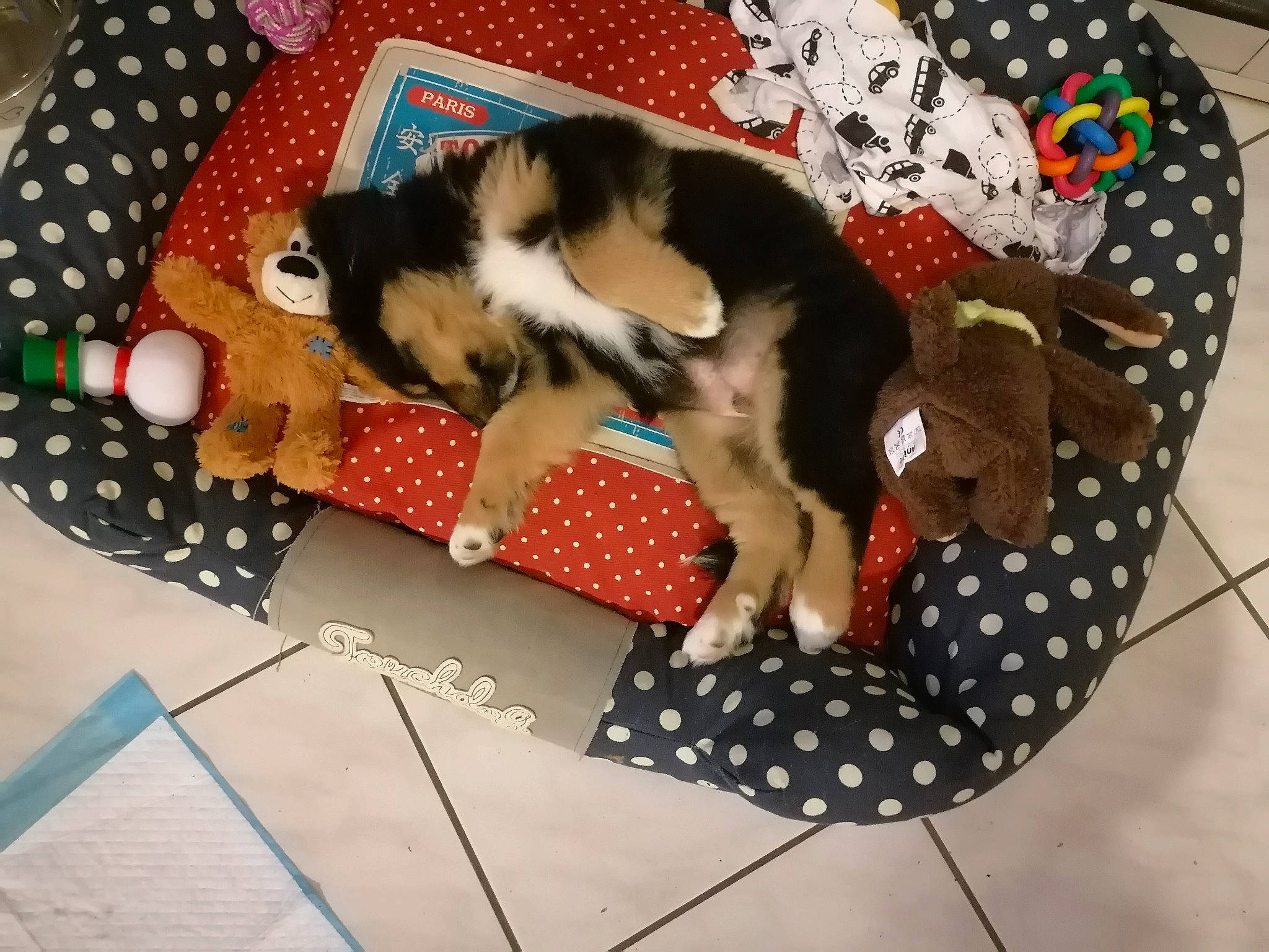 Robyn a rejoint le concours — aidez-le/la à gagner de superbes lots ! canidae, carnivore, companion_dog, dog, dog_breed, fawn, non_sporting_group, pattern, sporting_group