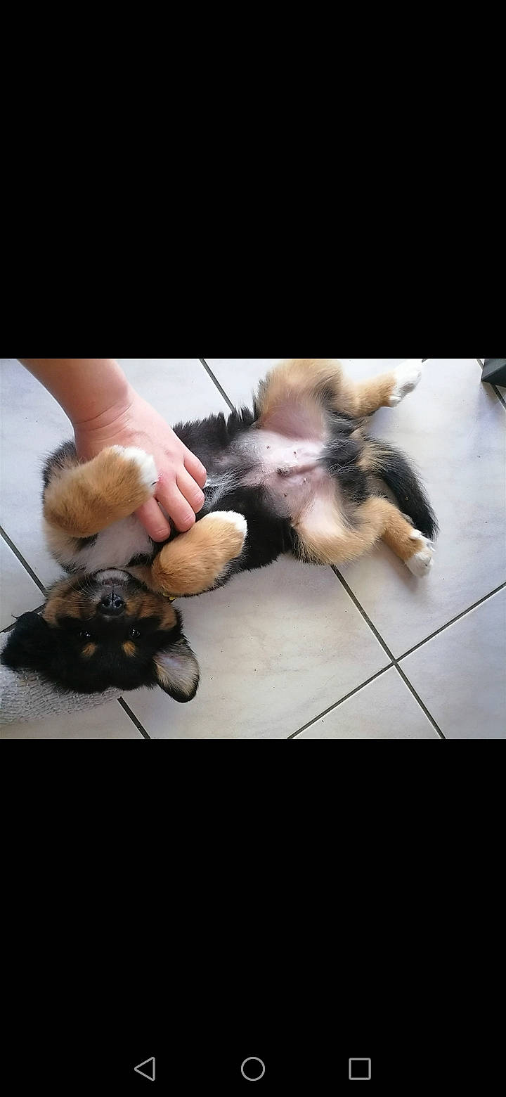 Robyn participe au concours pour gagner de l'argent avec cette photo : border_terrier, canidae, carnivore, companion_dog, dog, dog_breed, fawn, german_shepherd_dog, paw, puppy, shih_tzu