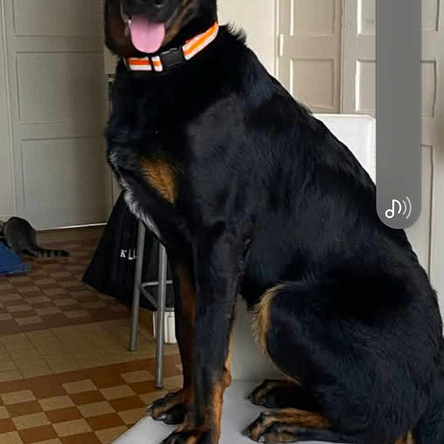 Bayard participe au concours pour gagner de l'argent avec cette photo : animal, barstool, canine, cat, dog, furniture, germanshepherd, greatdane, hound, labradorretriever, newfoundland, pet, policedog, puppy