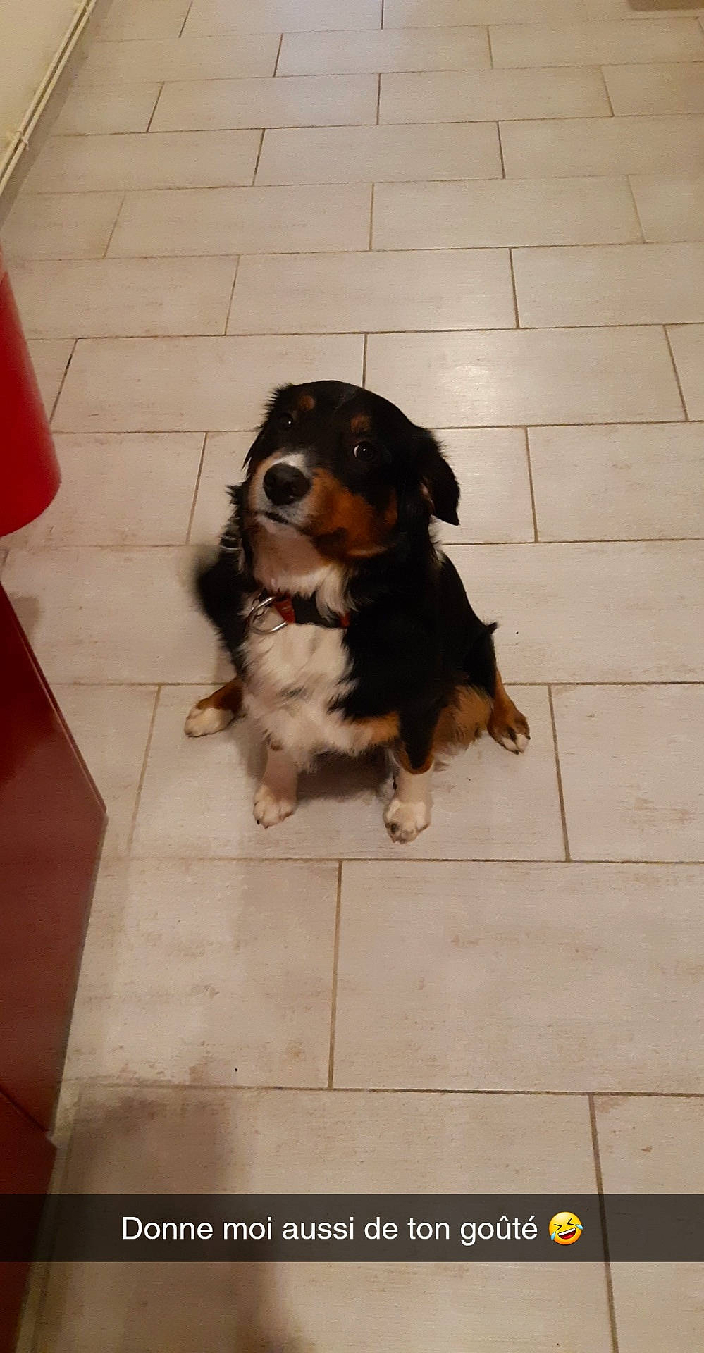 Oscar a rejoint le concours — aidez-le/la à gagner de superbes lots ! canidae, carnivore, cavalier_king_charles_spaniel, companion_dog, dog, dog_breed, fawn, king_charles_spaniel, puppy, rare_breed_dog, small_greek_domestic_dog, snout, sporting_group, vertebrate