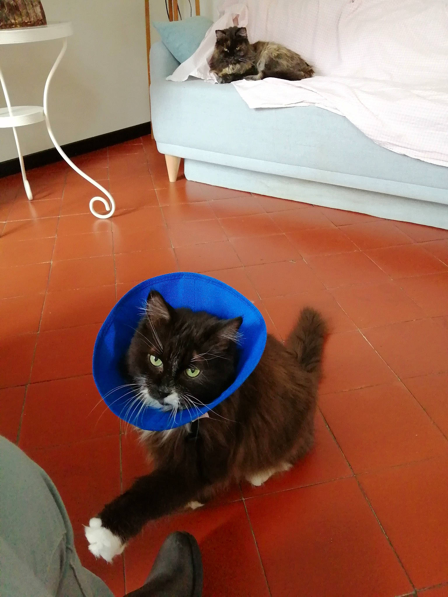 Tite Souris participe au concours pour gagner de l'argent avec cette photo : black_cat, blue, carnivore, cat, comfort, domestic_short_haired_cat, end_table, felidae, floor, flooring, fur, lamp, mammal, pet_supply, small_to_medium_sized_cats, tail, tile, tile_flooring, vertebrate, whiskers