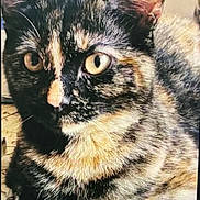 Daisy joined the competition — help win amazing prizes! cat, tortoiseshell, feline, closeup, animal, pet, whiskers, fur, yellow_eyes, resting, indoor, face, ears, patterned_surface, cute, domestic_animal, mammal, portrait, looking, furry