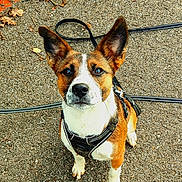 Ford participe au concours pour gagner de l'argent avec cette photo : alert, animal, autumn_leaves, brown_fur, canine, close_up, companion, cute, daylight, dog, ears, harness, leash, looking_up, nature, outdoor, pavement, pet, sitting, white_fur
