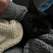 Emerald joined the competition — help win amazing prizes! cat, black_cat, blanket, cozy, soft_texture, furry, indoor, pet, sleepy, resting, closeup, dark, feline, warm, comfort, animal, cute, snuggling, relaxing, home