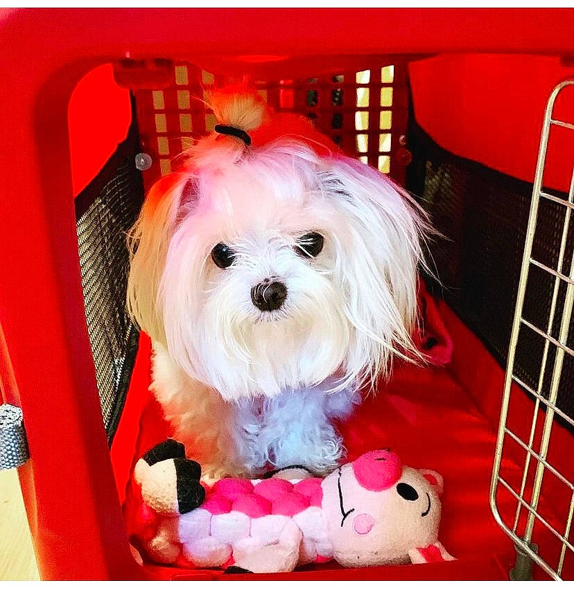 Riley is registered to the contest to win money with this photo: canidae, carnivore, collar, companion_dog, dog, dog_breed, dog_supply, fur, happy, liver, maltepoo, pattern, pet_supply, plant, rectangle, snout, sporting_group, toy, toy_dog, working_animal