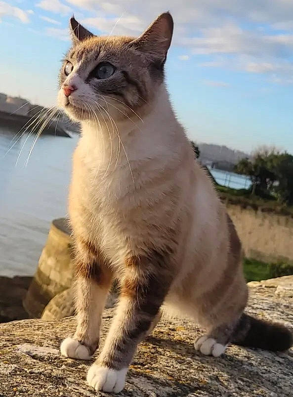 Chucky participe au concours pour gagner de l'argent avec cette photo : carnivore, cat, claw, cloud, collar, domestic_short_haired_cat, fawn, felidae, fur, plant, sky, small_to_medium_sized_cats, snout, tail, terrestrial_animal, tree, water, whiskers, wildlife, window