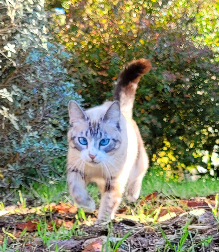 Chucky a rejoint le concours — aidez-le/la à gagner de superbes lots ! botany, carnivore, cat, domestic_short_haired_cat, electric_blue, fawn, felidae, forest, fur, garden, grass, groundcover, plant, small_to_medium_sized_cats, snout, tail, tree, whiskers, wildlife, wood
