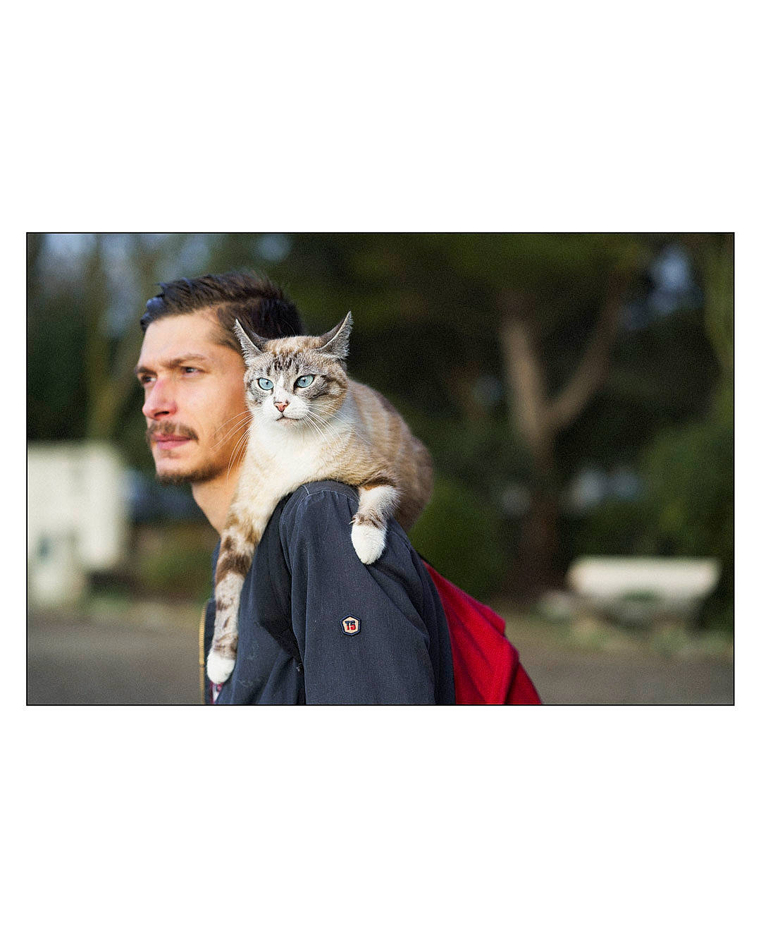 Chucky participe au concours pour gagner de l'argent avec cette photo : carnivore, cat, collar, domestic_short_haired_cat, fashion_accessory, fawn, felidae, formal_wear, fur, gesture, hand, photo_caption, sleeve, small_to_medium_sized_cats, street_fashion, suit, tail, whiskers, wildlife