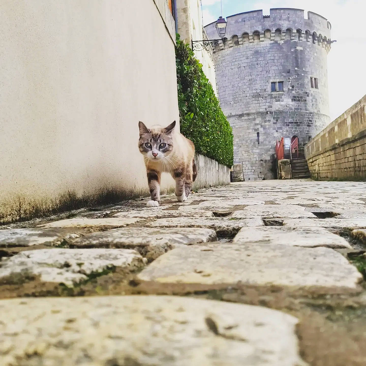 Chucky participe au concours pour gagner de l'argent avec cette photo : building, carnivore, cat, city, fawn, felidae, flooring, grass, house, plant, road, road_surface, sidewalk, small_to_medium_sized_cats, snout, tail, tree, whiskers, window, wood