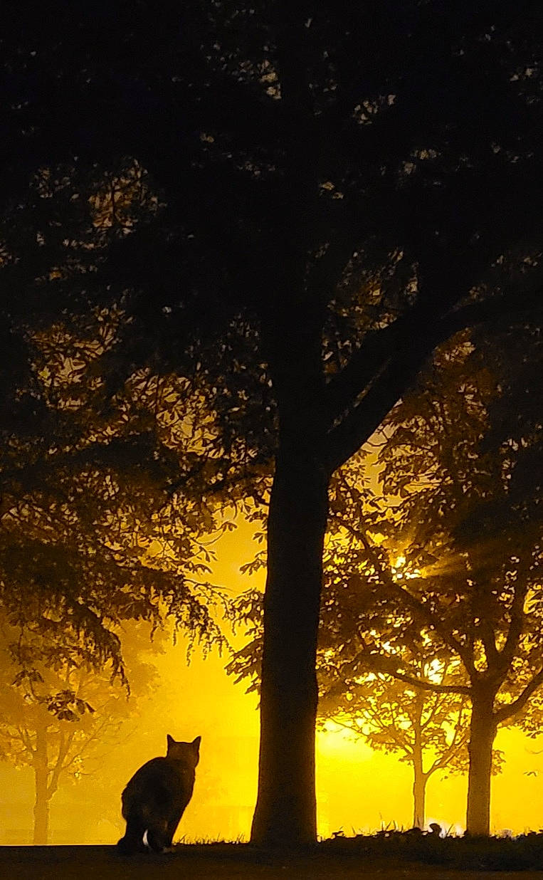 Chucky participe au concours pour gagner de l'argent avec cette photo : atmosphere, atmospheric_phenomenon, biome, black, branch, carnivore, dusk, felidae, grass, leaf, lighting, natural_landscape, nature, people_in_nature, plant, sky, sunlight, tree, trunk, twig