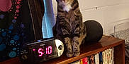 Ozzy joined the competition — help win amazing prizes! animal, blurred, cat, clock, colorful, curious, curtain, digital_clock, dvds, electronics, feline, furniture, indoor, pet, room, shelf, sitting, tabby_cat, wall, wooden_shelf