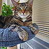 cat, cat_bed, cat_tree, close_up, cozy, feline, fur, green_eyes, houseplant, indoor, living_room, mammal, paws, pet, portrait, relaxed, scratching_post, tabby_cat, whiskers, window_blinds