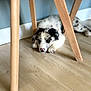 animal, black_and_white, canine, cute, dog, domestic, floor, fur, home, indoor, legs, lying_down, pet, puppy, relaxed, resting, spotted, wood_floor, wooden_chair, young_dog