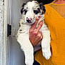 Arés a rejoint le concours — aidez-le/la à gagner de superbes lots ! puppy, dog, pet, animal, white_fur, black_spots, pink_nose, person, hand, holding, yellow_clothing, indoor, close_up, cute, young, fur, portrait, domestic_animal, mammal, companion
