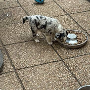 Arés a rejoint le concours — aidez-le/la à gagner de superbes lots ! puppy, dog, food_bowl, kibble, toy, outdoor, stone_patio, pet, animal, young_dog, spotted, white, black, feeding, playful, cute, small, fur, side_view, daylight
