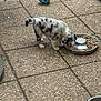 puppy, dog, food_bowl, kibble, toy, outdoor, stone_patio, pet, animal, young_dog, spotted, white, black, feeding, playful, cute, small, fur, side_view, daylight