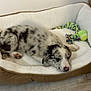 animal, bed, black_and_white, cozy, cute, dog, domestic, floor, fur, indoor, pet, pink_nose, puppy, relaxing, resting, rope_toy, sleeping, tennis_ball, toy, young