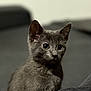 animal, blurred_background, cat, closeup, curious, cute, domestic_animal, ears, eyes, feline, fur, gray_cat, indoor, mammal, pet, portrait, sitting, soft, whiskers, young_cat