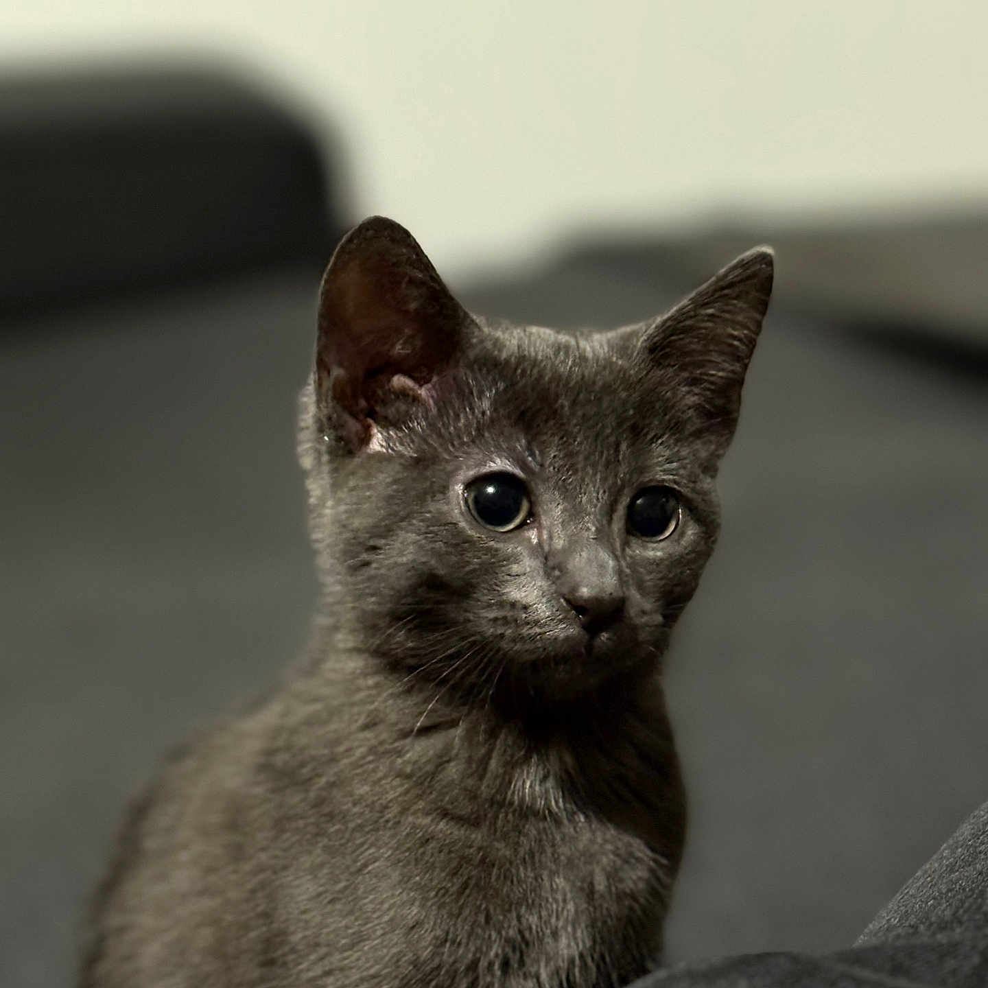 Onyx participe au concours pour gagner de l'argent avec cette photo : animal, blurred_background, cat, closeup, curious, cute, domestic_animal, ears, eyes, feline, fur, gray_cat, indoor, mammal, pet, portrait, sitting, soft, whiskers, young_cat