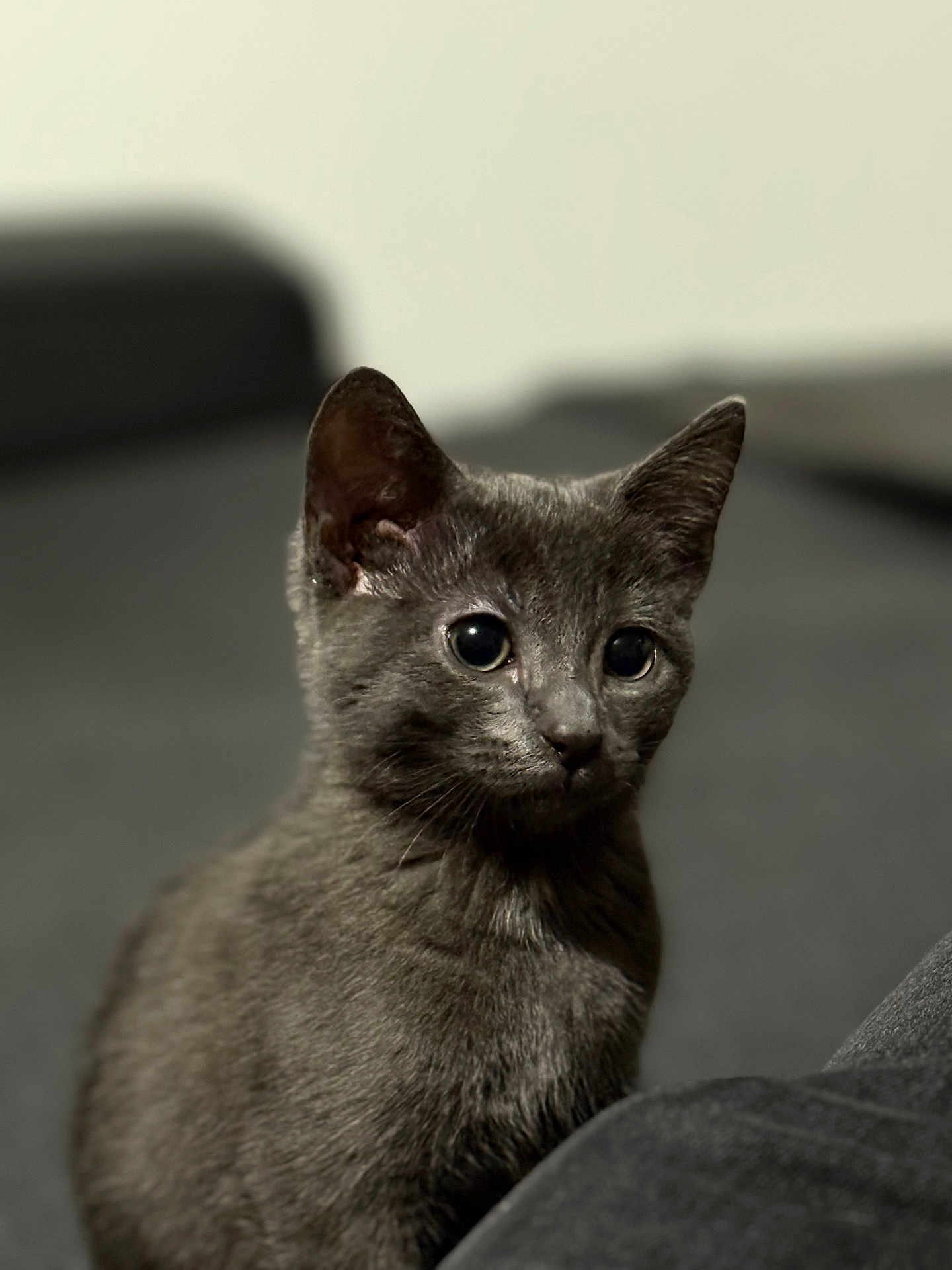 Onyx participe au concours pour gagner de l'argent avec cette photo : cat, gray_cat, pet, animal, feline, cute, portrait, indoor, fur, whiskers, ears, eyes, soft, sitting, closeup, blurred_background, domestic_animal, young_cat, curious, mammal