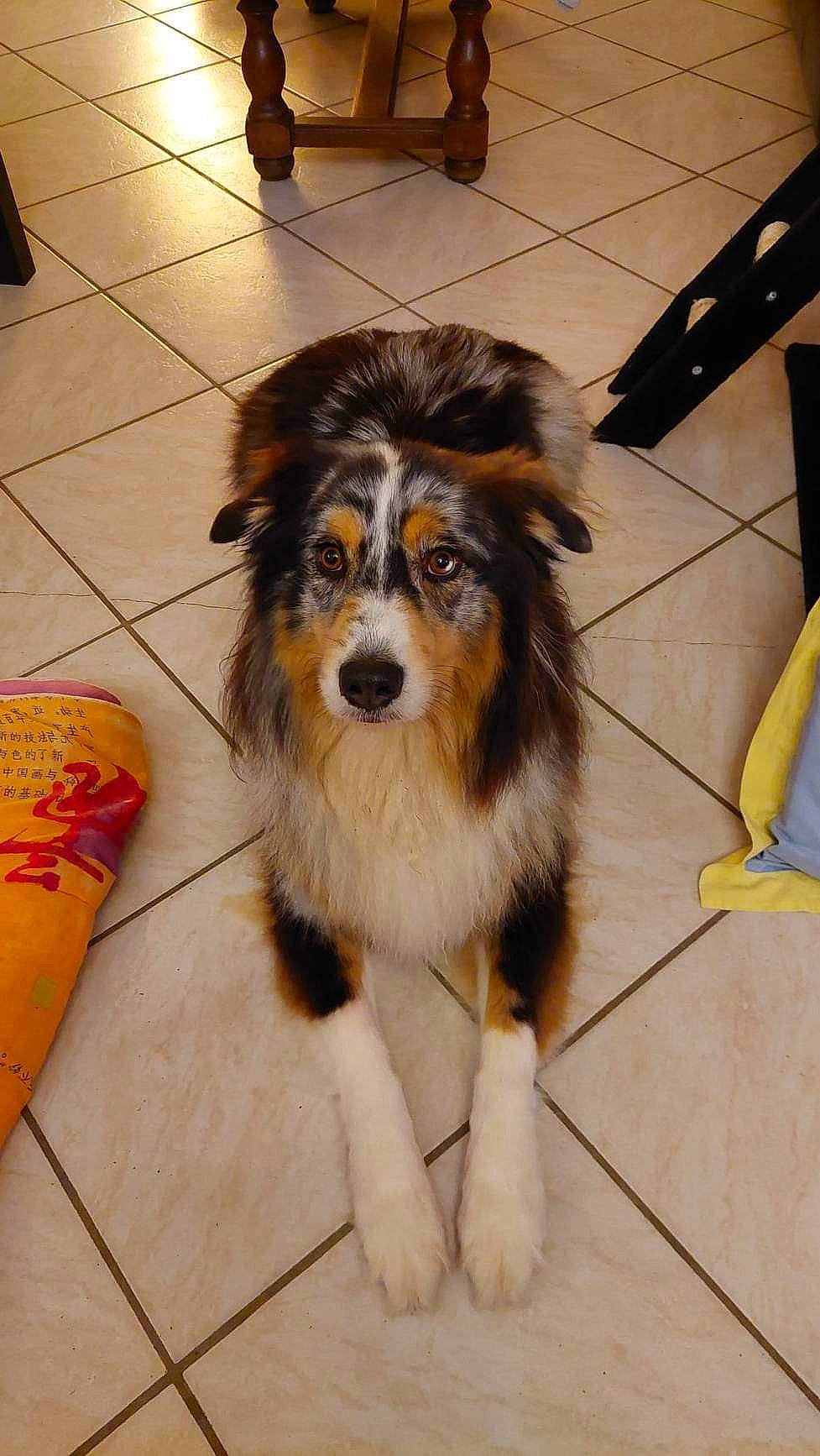 Yago a rejoint le concours — aidez-le/la à gagner de superbes lots ! ancient_dog_breeds, canidae, carnivore, companion_dog, dog, dog_breed, floor, flooring, fur, hardwood, herding_dog, rough_collie, shetland_sheepdog, snout, sporting_group, tile, toy_dog, wood, working_animal, working_dog