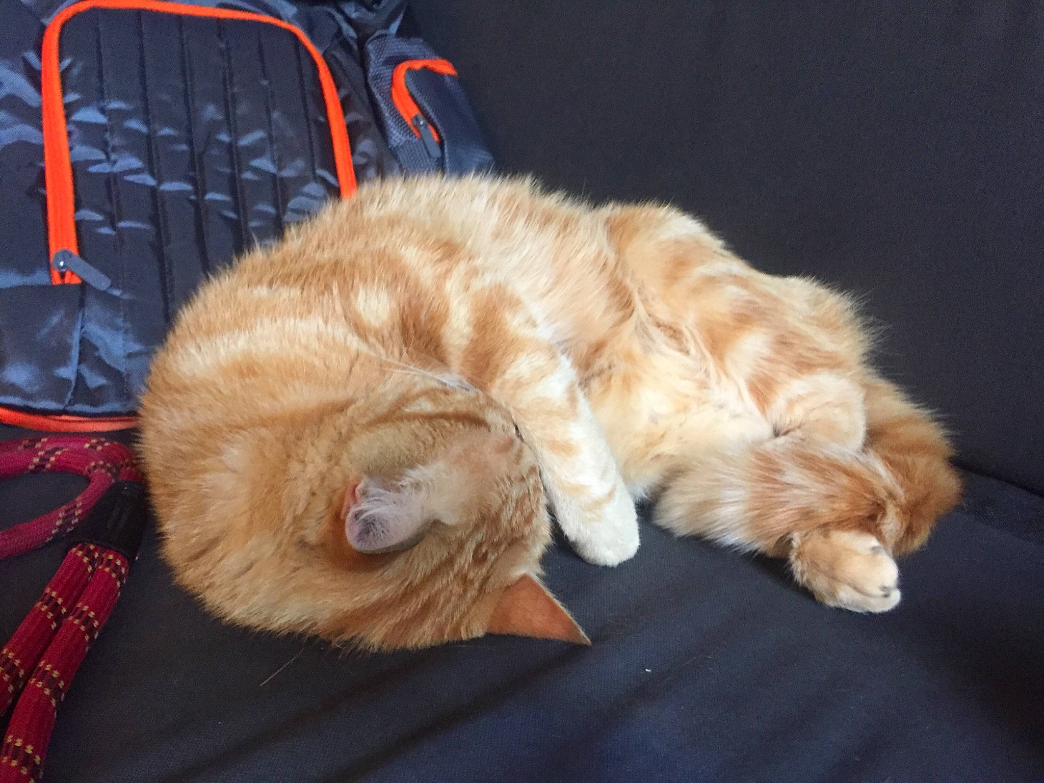 Gaëtan a rejoint le concours — aidez-le/la à gagner de superbes lots ! canidae, carnivore, cat, claw, comfort, companion_dog, domestic_short_haired_cat, fawn, felidae, foot, fur, human_leg, mammal, nap, paw, small_to_medium_sized_cats, snout, sporting_group, tail, whiskers