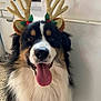 Alto participe au concours pour gagner de l'argent avec cette photo : dog, reindeer_antlers, tongue_out, happy, fluffy, black_fur, white_fur, brown_fur, pet, indoor, kitchen, festive, holiday_accessory, cute, animal, close_up, portrait, smiling, decorative, funny