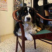 Alto a rejoint le concours — aidez-le/la à gagner de superbes lots ! dog, chair, wooden_furniture, green_cushion, indoor, kitchen, refrigerator, magnets, calendar, shelving_unit, plates, tile_floor, tricolor, pet, resting, furniture, cozy, domestic, household, relaxed