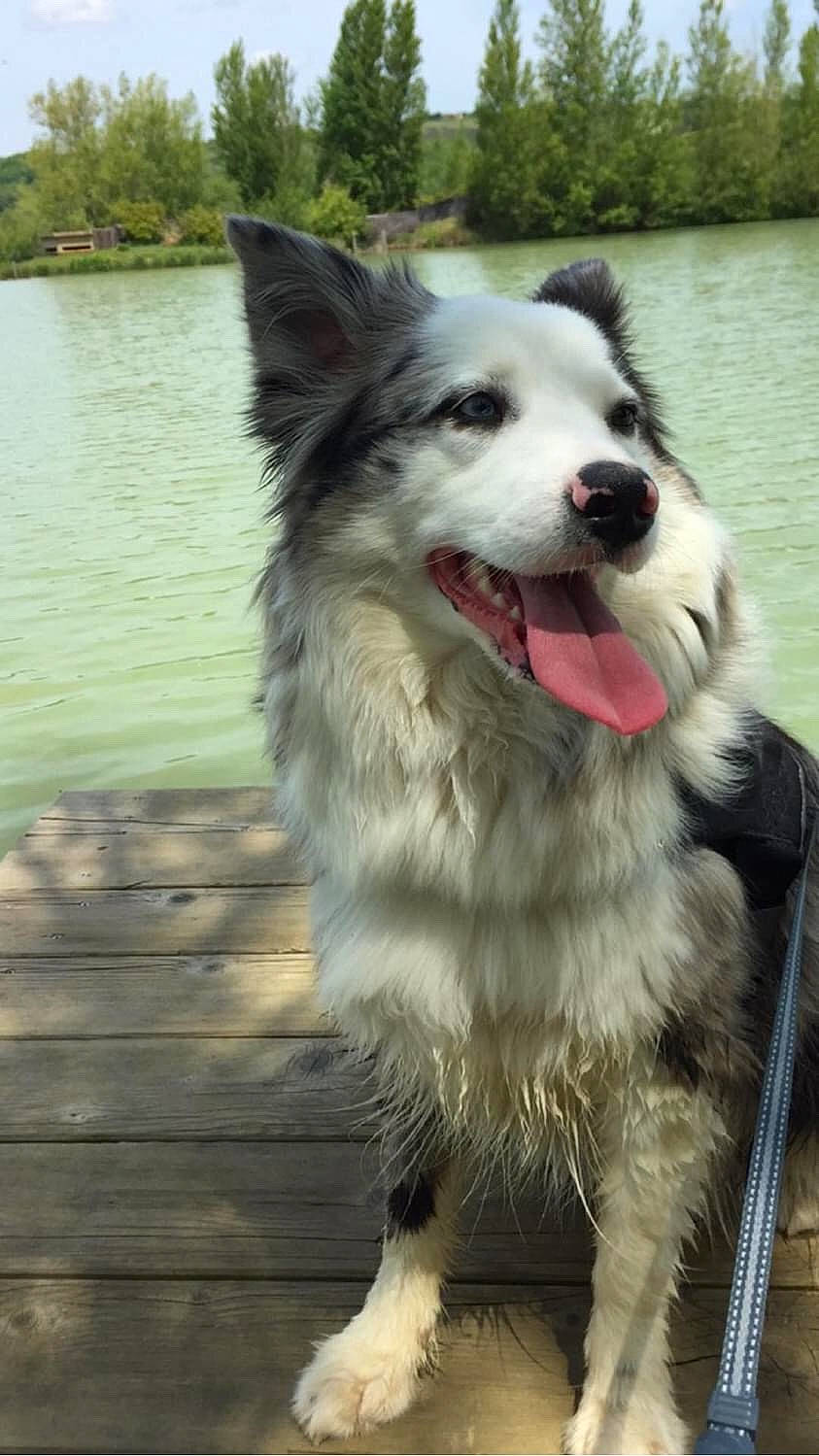 Blue participe au concours pour gagner de l'argent avec cette photo : canidae, carnivore, collar, companion_dog, dog, dog_breed, dog_collar, fur, lake, pet_supply, sky, sled_dog, snout, sporting_group, tree, water, whiskers, wood, working_animal, working_dog