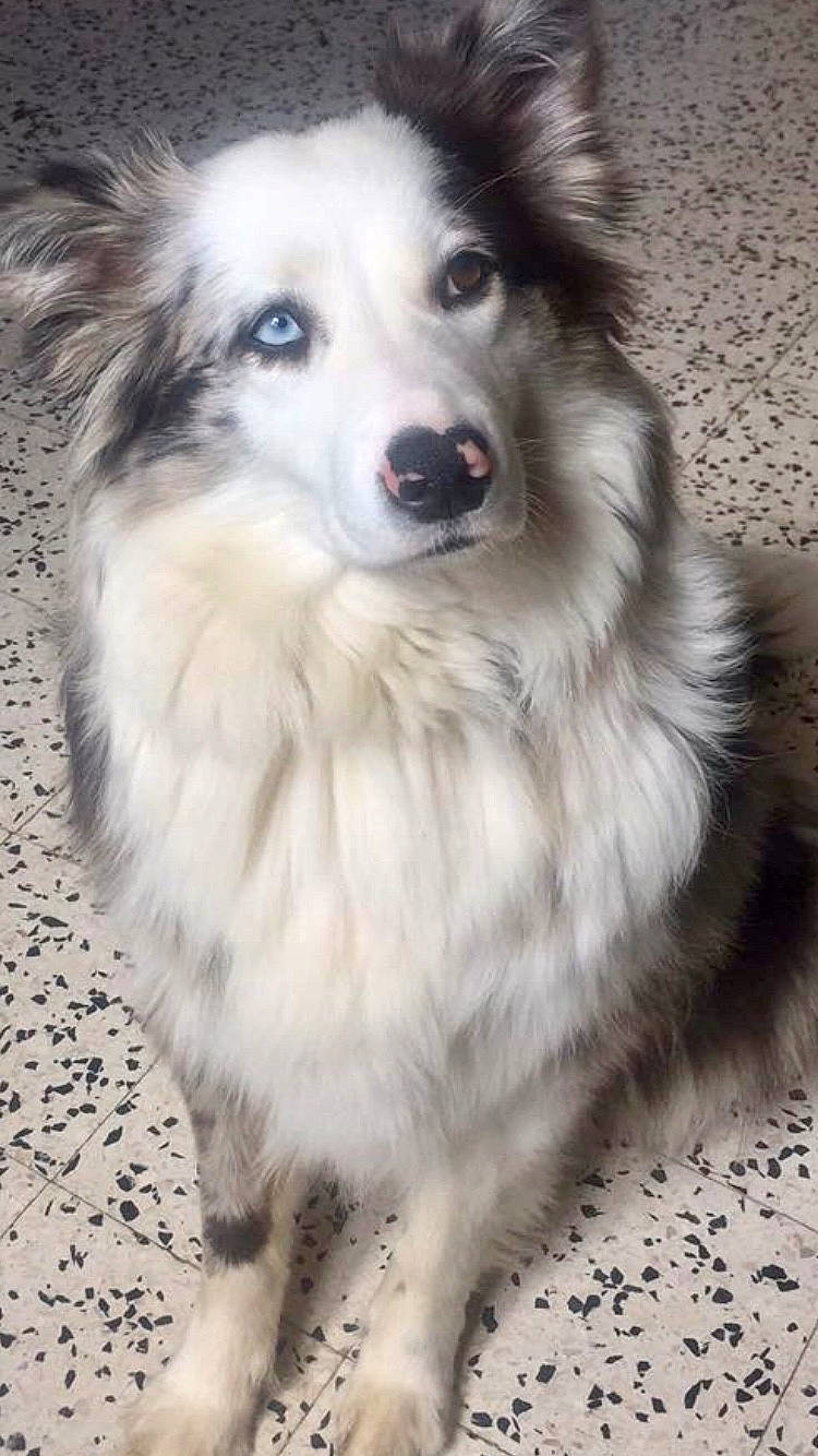 Blue participe au concours pour gagner de l'argent avec cette photo : ancient_dog_breeds, canidae, carnivore, companion_dog, dog, dog_breed, fur, german_spitz, german_spitz_klein, iris, snout, sporting_group, volpino_italiano, whiskers, working_animal, working_dog