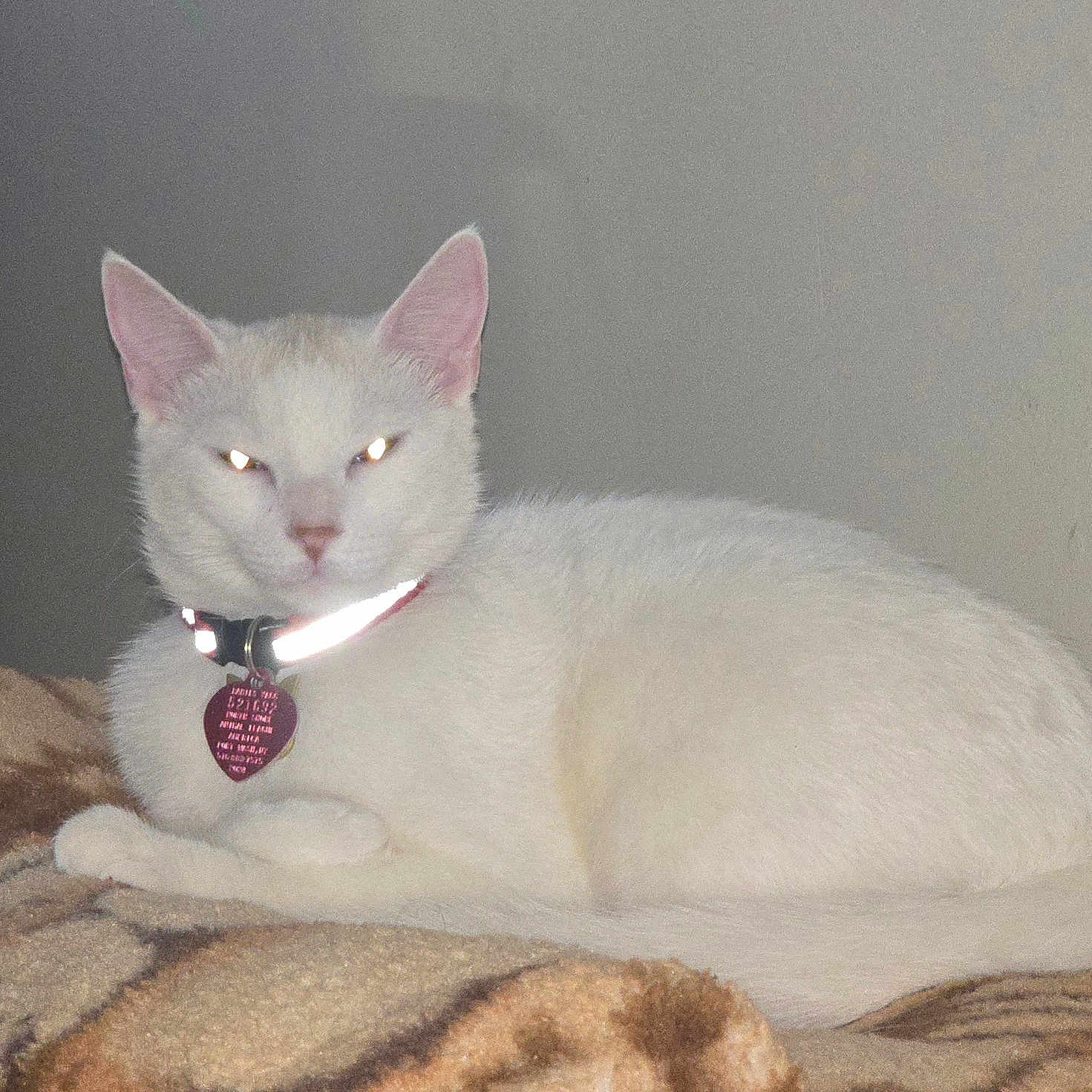 Zainool Baksh is registered to the contest to win money with this photo: animal, blanket, cat, collar, cute, domestic_cat, ears, eyes, feline, flash, fur, indoor, lying_down, mystical, pet, relaxed, resting, tag, tail, white_cat