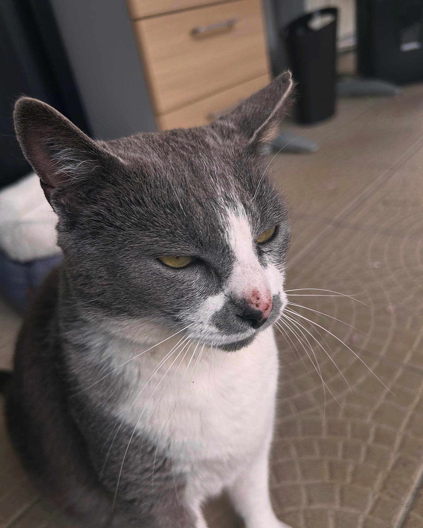 Tigrou participe au concours pour gagner de l'argent avec cette photo : cat, gray_cat, white_fur, pet, indoor, close_up, whiskers, nose, floor, feline, animal, domestic, fur, ears, eyes, quiet, sitting, background, cabinet, trash_bin