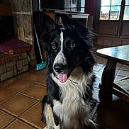 Safia participe au concours pour gagner de l'argent avec cette photo : dog, indoor, floor, tiled_floor, black_and_white, tongue_out, pet, animal, fur, ears, sitting, wooden_table, window, broom, rustic, home, furniture, bright, cute, happy