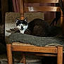 cat, black_and_white, wooden_chair, cushion, indoor, animal, pet, feline, resting, dim_lighting, rustic, curious, fur, whiskers, face, seat, domestic, quiet, still_life, wood