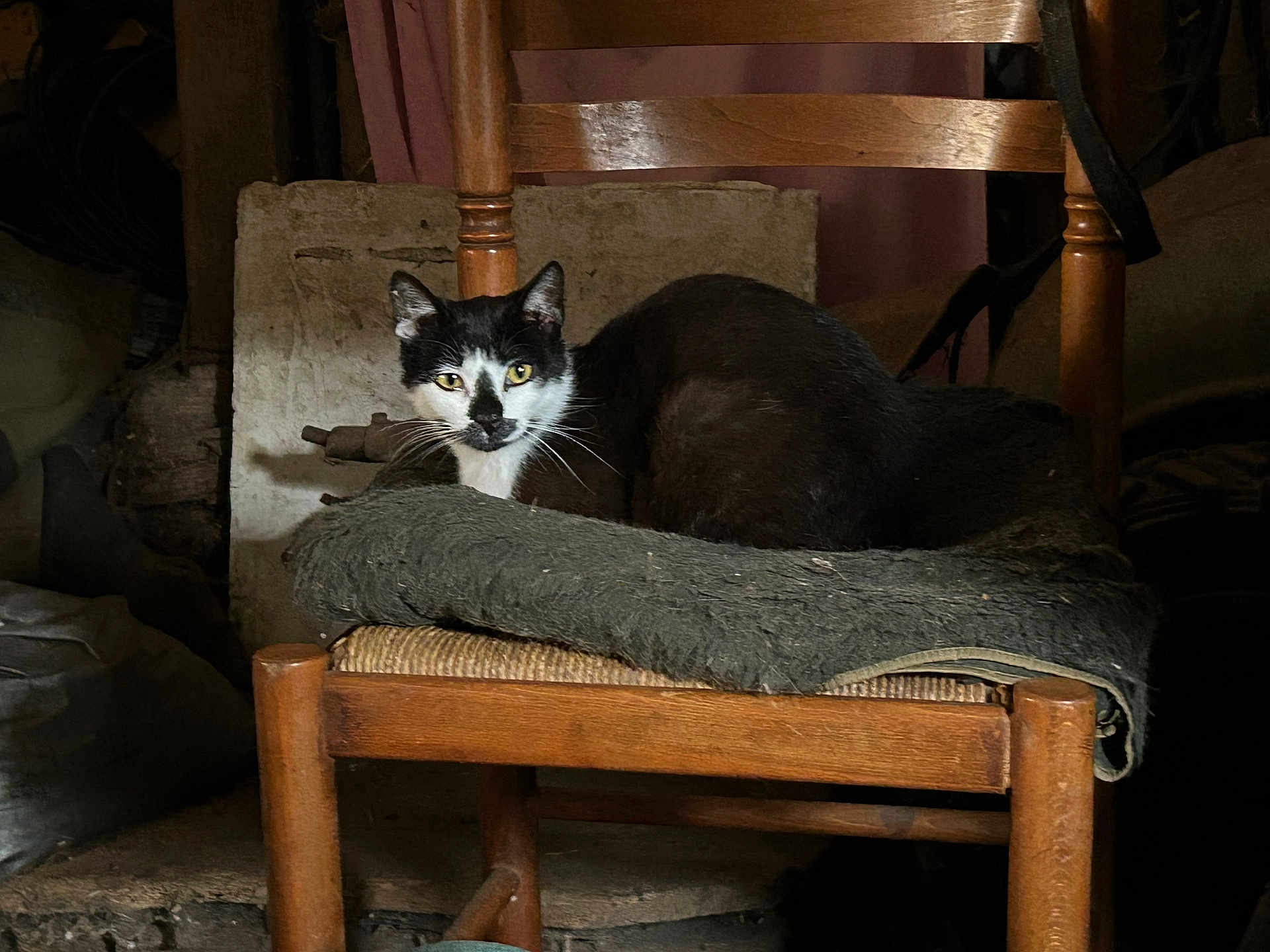 Farfouille participe au concours pour gagner de l'argent avec cette photo : cat, black_and_white, wooden_chair, cushion, indoor, animal, pet, feline, resting, dim_lighting, rustic, curious, fur, whiskers, face, seat, domestic, quiet, still_life, wood