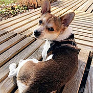Otis a rejoint le concours — aidez-le/la à gagner de superbes lots ! dog, outdoor, wooden_deck, sunlight, garden, nature, pet, animal, brown, white, fur, ears, collar, leaves, trees, grass, daylight, relaxing, looking_back, canine