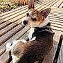 dog, outdoor, wooden_deck, sunlight, garden, nature, pet, animal, brown, white, fur, ears, collar, leaves, trees, grass, daylight, relaxing, looking_back, canine