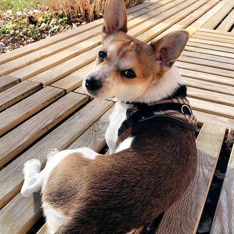 Otis a rejoint le concours — aidez-le/la à gagner de superbes lots ! animal, brown, canine, collar, daylight, dog, ears, fur, garden, grass, leaves, looking_back, nature, outdoor, pet, relaxing, sunlight, trees, white, wooden_deck