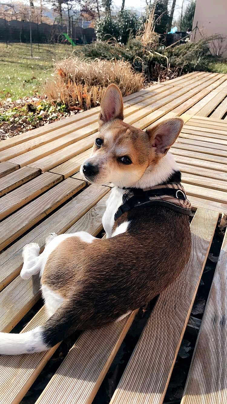 Otis