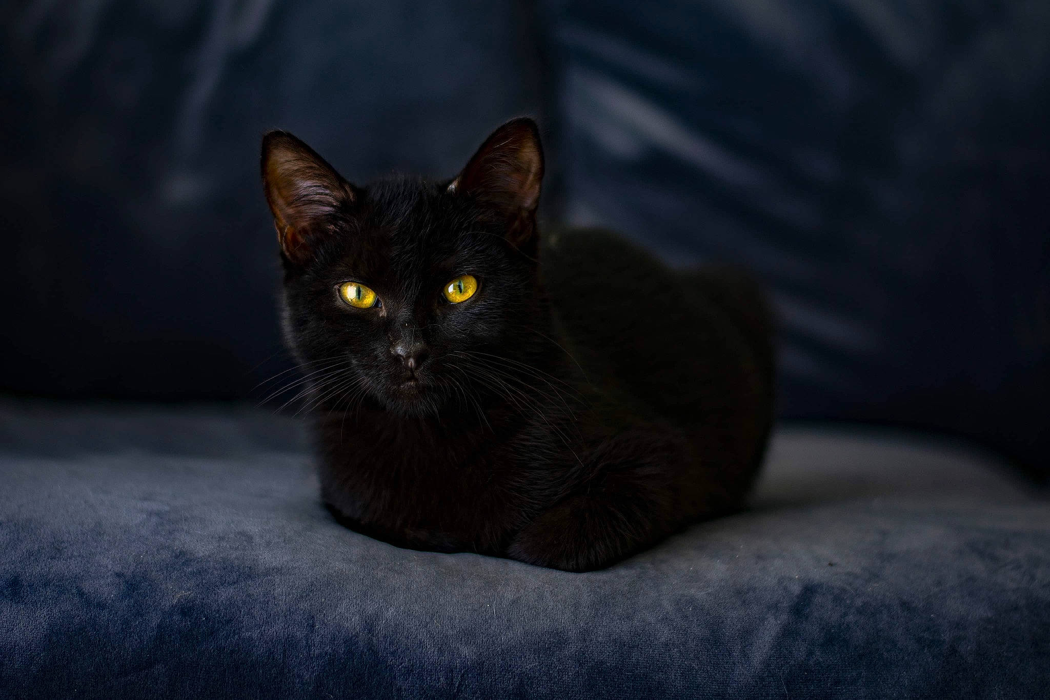 Fanfan a rejoint le concours — aidez-le/la à gagner de superbes lots ! asian, black, black_cat, bombay, carnivore, cat, domestic_short_haired_cat, european_shorthair, eye, felidae, fur, kitten, mammal, small_to_medium_sized_cats, snout, whiskers