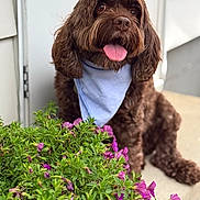 Archie joined the competition — help win amazing prizes! animal, bandana, brown_dog, canine, closeup, companion, cute, dog, flowers, fur, greenery, happy, nature, outdoor, pet, plant, porch, purple_flowers, sitting, tongue_out