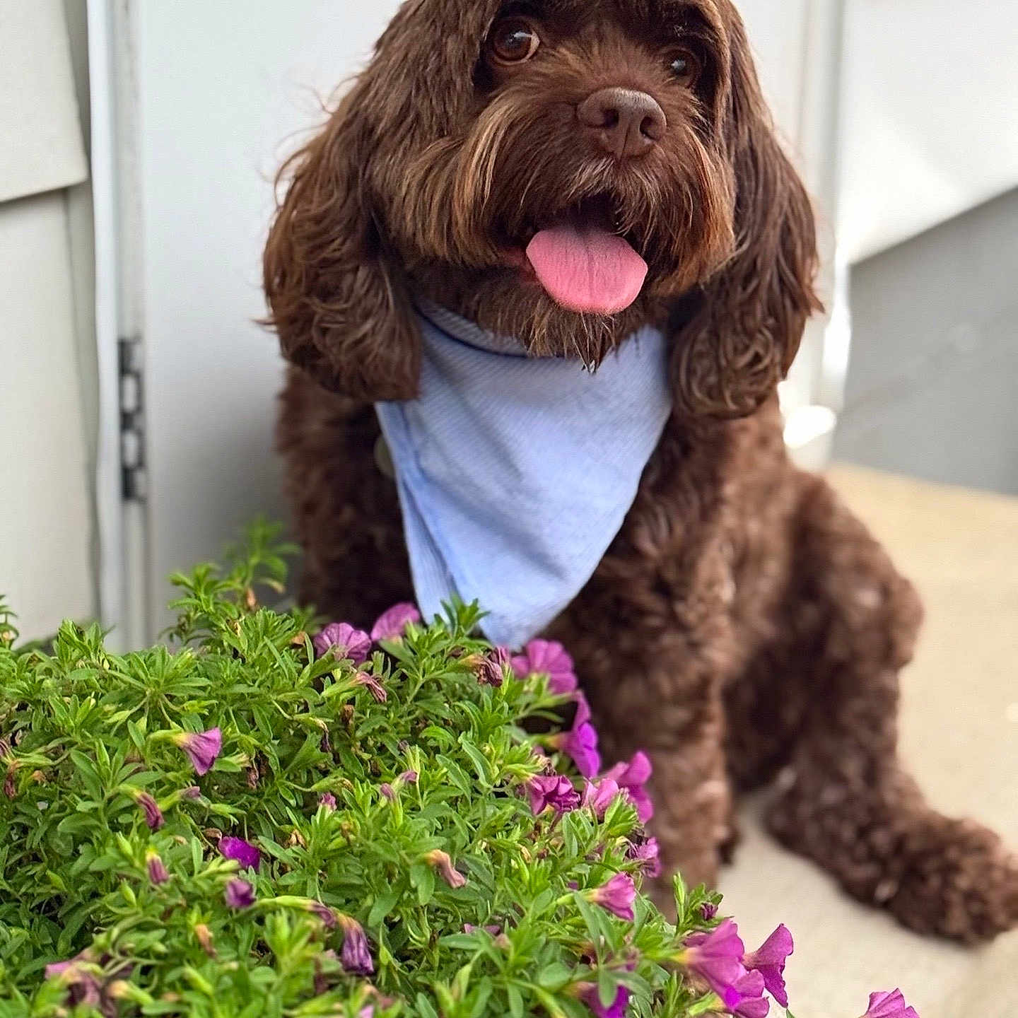 Archie joined the competition — help win amazing prizes! animal, bandana, brown_dog, canine, closeup, companion, cute, dog, flowers, fur, greenery, happy, nature, outdoor, pet, plant, porch, purple_flowers, sitting, tongue_out