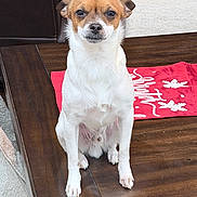 Churro joined the competition — help win amazing prizes! dog, small_dog, brown_and_white, sitting, table, wooden_table, indoor, carpet, decor, holiday, red_cloth, snowflake_pattern, pet, animal, cute, fur, ears, face, paws, expression